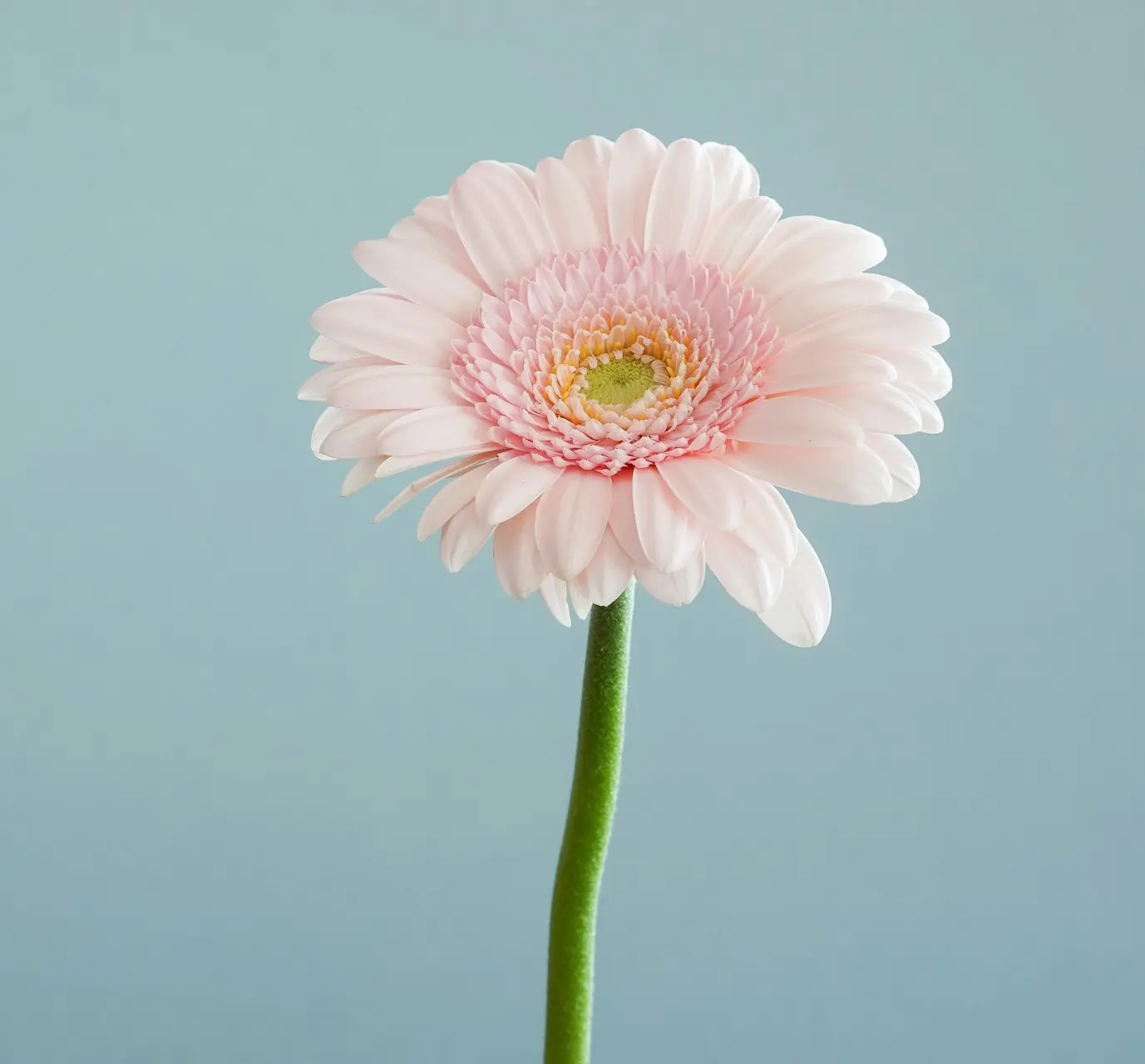 selective focus photography of pink petaled flower